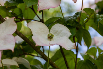 Pink and white dogwood flowers blooming in the summer garden