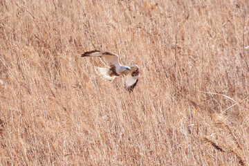 葦原から飛び出す美しいケアシノスリ（タカ目）。

日本国群馬県、利根川河川敷にて。
2024年2月17日撮影。

A beautiful Rough-legged Buzzard (Buteo lagopus, family comprising the hawks) flying out of a reed bed.

At Tonegawa riverbed, Gunma, Japan,
ph