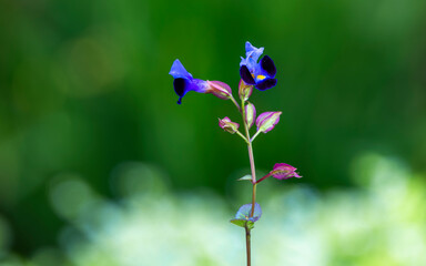 Close up of Torenia fournieri Lindl. ex Fourn.