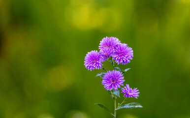 purple chinese aster in the tropical garden. some shoots of blooming Callistephus chinensis. some of purple aster flower.