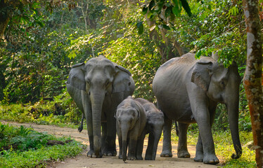 Pregnant elephants with their offspring at Kaziranga National Park © Shantanav