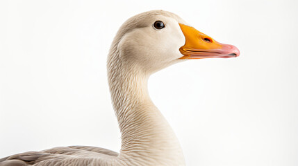 Elegant Profile A Gooses Portrait