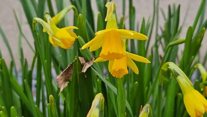 Beautiful yellow daffodils in spring