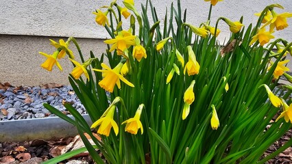 Beautiful yellow daffodils in spring