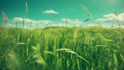 photo of green grass in the park in the morning made by AI generative