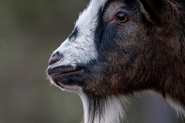 Close-up of Bezoar goat. Capra hircus head.