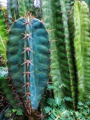 Cacti are commonly found in dry desert areas.