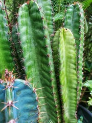 Cacti are commonly found in dry desert areas.