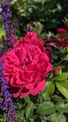 Beautiful red flowers in the garden on a sunny summer day.
