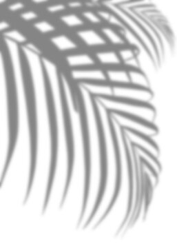 Palm Leaves silhouette, Leaf  Shadow, Tropical Coconut Leaf Overlay, Element Branches tree object for Spring Summer, Mock up Product Presentation