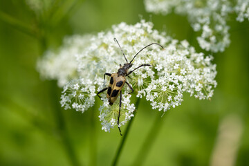 Longhorn beetle on a flower