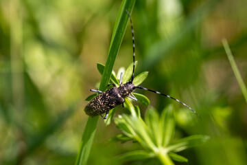 Longhorn beetle, small white-marmorated longhorn beetle, on a straw 