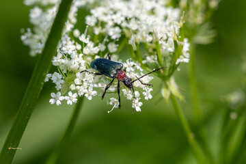 Longhorned beetle on a flower