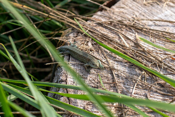 lizard on a tree trunk