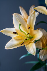 Obraz premium 黄色い百合