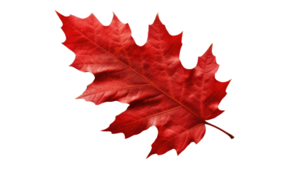 Red autumn oak leaf isolated on transparent a white background