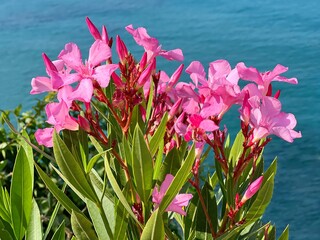 Pink oleander flowers on blue sea water.