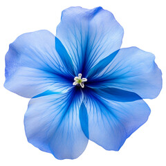 Blue flower isolated on a transparent background. 