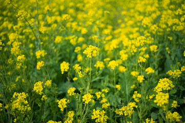 Fototapeta premium 菜の花畑