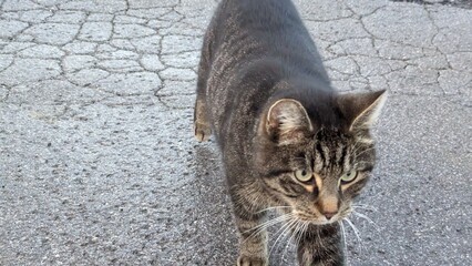 Cute cat on the street, close-up, selective focus
