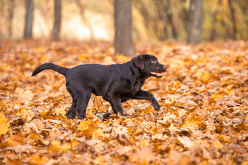 Chocolate Labrador Retriever puppy walking in the forest