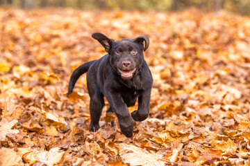 Chocolate Labrador Retriever puppy walking in the forest