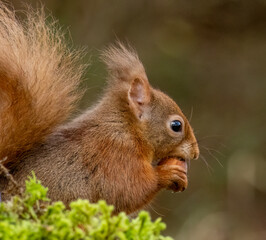 Close up of a hungry little scottish red squirrel eating a nut 