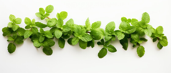 Food photography background banner kitchen herb