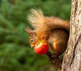 Obraz premium Hungry little red squirrel eating a juicy red apple on the branch of a tree in the forest