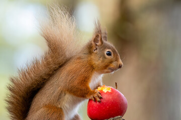 Hungry little red squirrel eating a juicy red apple on the branch of a tree in the forest