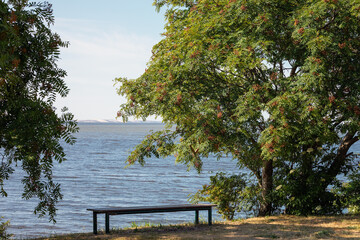 Obraz premium A bench for resting between two large rowan trees with a view of the Curonian Lagoon in Lithuania, with the Nida dunes visible in the distance
