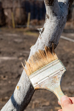 painting trees with lime from insects in a country garden. Whitewashing of spring trees, protection from pests.