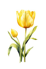 Single Yellow Tulip Illustration on White Background