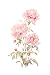 Peony Watercolor Illustration