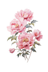 Peony Watercolor Illustration