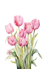 Fototapeta premium Bouquet of Pink Tulips Watercolor Illustration