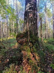 A fresh tinder tree in the forest.