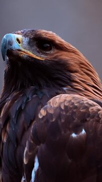 Steppe eagle looking at the camera zoom out. Vertical video