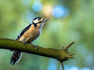 Obraz premium Great spotted woodpecker on a tree with natural forest background 