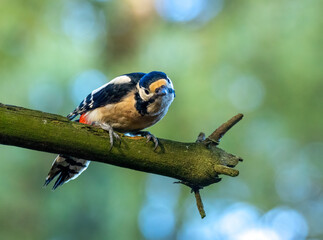 Great spotted woodpecker on a tree with natural forest background 