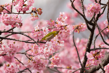 The warbling white-eye , also known as the Japanese white-eye and mountain white-eye, is a small passerine bird in the white-eye family.
