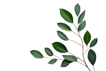 Fototapeta premium leaves eucalyptus. border frame design isolated on white background