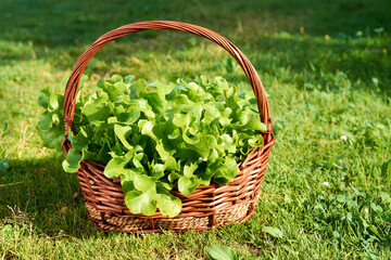 iceberg Lettuce, green leaf lettuce. Salad plant, hydroponic vegetable leaves in the basket. Fresh...