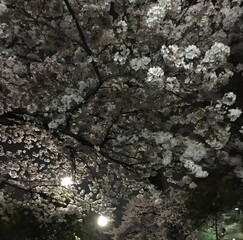 Cherry Blossoms Dancing in the Spring Night