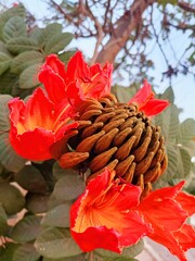 red and yellow leaves
