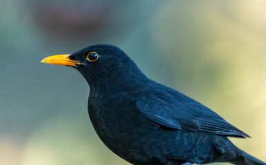 Close up of a male blackbird tih yellow beak and natural forest background 