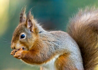 Naklejka na ściany i meble Close up of a hungry little scottish red squirrel eating a nut 