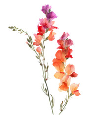 Snapdragons flower Minimal watercolor on white background