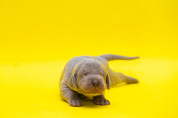 newborn weimaraner puppy on a color background
