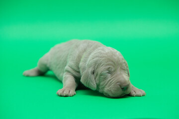 newborn weimaraner puppy on a color background